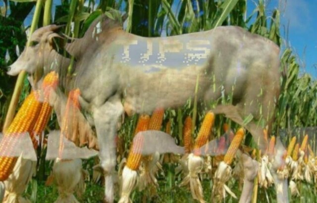 Gerakan TJPS, Strategi Jitu NTT Tingkatkan Produksi Jagung, Ternak Sapi dan Pendapatan Masyarakat Gerakan TJPS, Strategi Jitu NTT Tingkatkan Produksi Jagung, Ternak Sapi dan Pendapatan Masyarakat