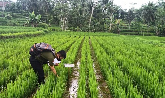 Kementan Tekankan Pentingnya Pengendalian Hama Terpadu Untuk Pertanian Berkelanjutan Kementan Tekankan Pentingnya Pengendalian Hama Terpadu Untuk Pertanian Berkelanjutan