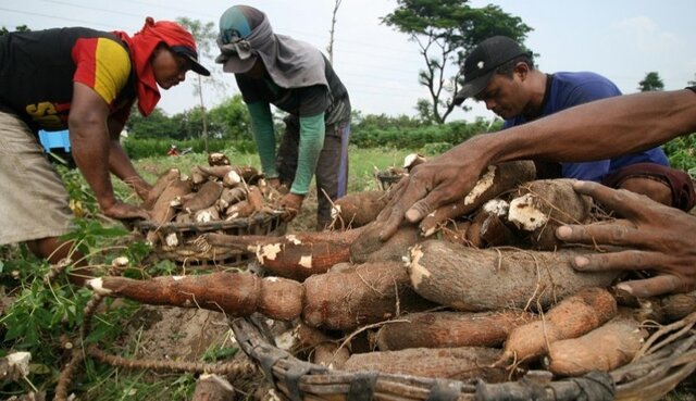 Ini Cara Menaikkan Kelas Singkong Jadi Pangan Bernilai Jual Tinggi