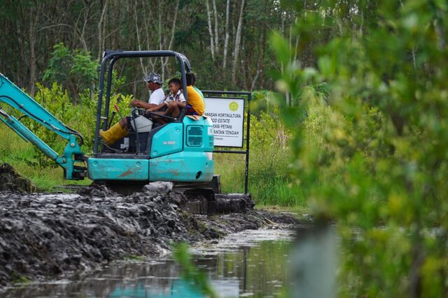 Petani Food Estate Kapuas Tetap Semangat Bertanam Usai Banjir