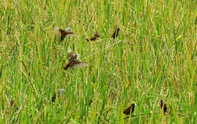 Begini Tips Kendalikan Hama Burung Dari Pertanaman Padi Begini Tips Kendalikan Hama Burung Dari Pertanaman Padi