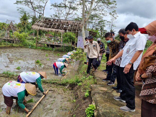 Kementan Dukung Inovasi Baru Petani Gunung Kidul, Tanam Demplot Perbenihan Padi Hibrida HIPA 21