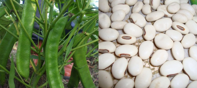 Banyak Keunggulan, Kementan Bangkitkan Pengembangan Budi Daya Koro Pedang Banyak Keunggulan, Kementan Bangkitkan Pengembangan Budi Daya Koro Pedang