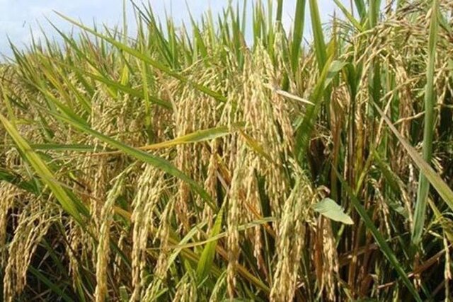 Kementan Dorong Pengembangan Varietas Padi Super Genjah Untuk Tanam 4 Kali Setahun Kementan Dorong Pengembangan Varietas Padi Super Genjah Untuk Tanam 4 Kali Setahun