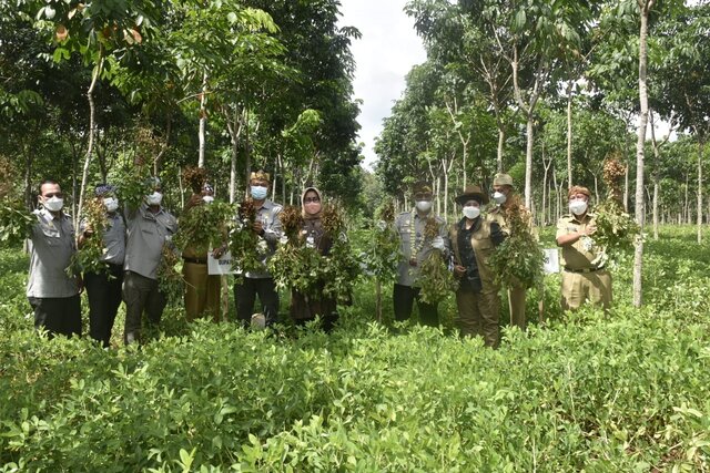 Panen Kacang Tanah di Sragen, Mentan SYL Gerakkan Hilirisasi Hingga Ekspor