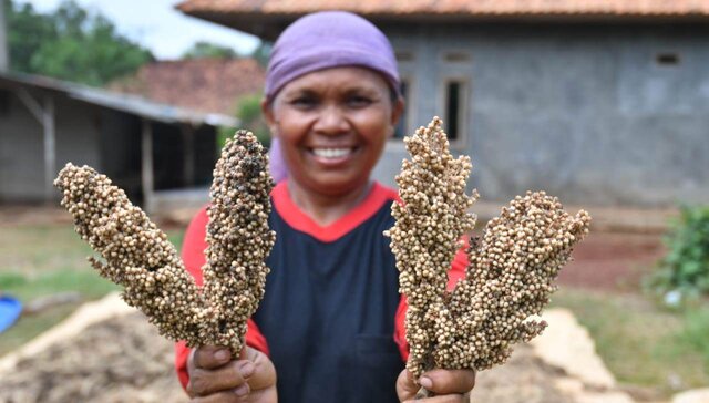Kementan Gencarkan Pangan Lokal, Mulai Lirik Tanam dan Hilirisasi Gandum Kementan Gencarkan Pangan Lokal, Mulai Lirik Tanam dan Hilirisasi Gandum