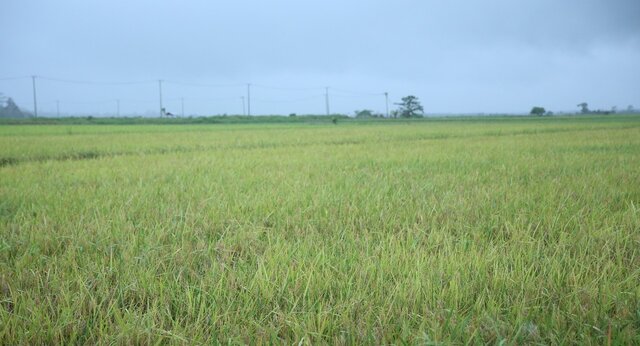 Kalbar Siap Sinergi Dukung Tanam Empat Kali Menuju Swasembada Pangan Kalbar Siap Sinergi Dukung Tanam Empat Kali Menuju Swasembada Pangan