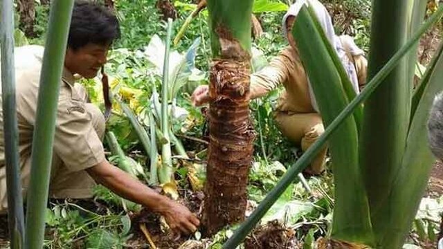 Kementan Genjot Pertumbuhan Ekonomi dari Budi Daya Umbi dan Daun Talas Beneng