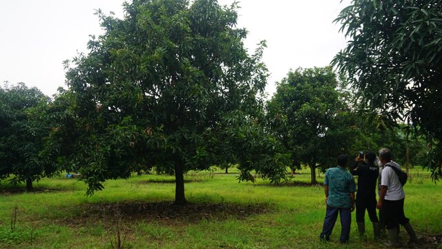 Program Kampung Mangga Kementan Mampu Membantu Turunkan Gas Emisi Rumah Kaca