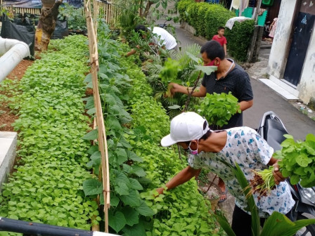 Jadi Sumber Pendapatan Masyarakat, Kementan Dukung Penuh Urban Farming