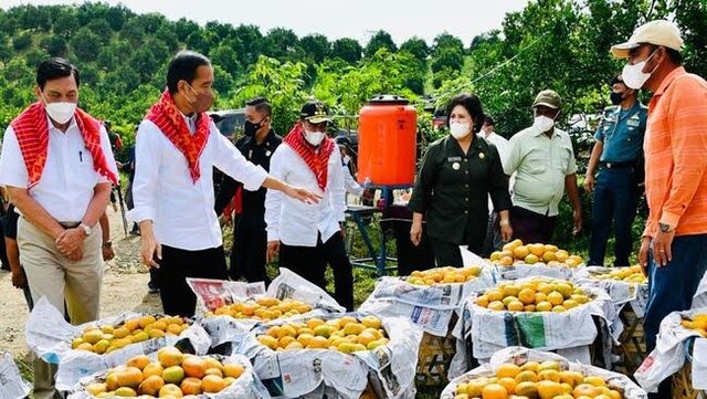 Paten, Ini Langkah Mentan SYL Mengenai Pengembangan Jeruk Nasional