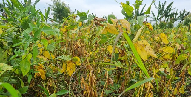 Petani Gaspol Tanam Kedelai Lokal Asal Ada Jaminan Harga dan Pasar