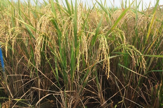 Benih Umur Genjah Salah Satu Kunci Keberhasilan Gerakan IP 400