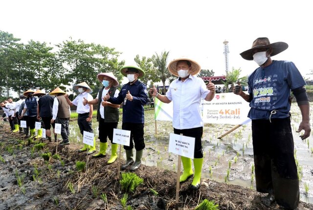 Terapkan Program Kementan IP 400, Produksi Padi di Kota Bandung Diproyeksikan Meningkat Pesat