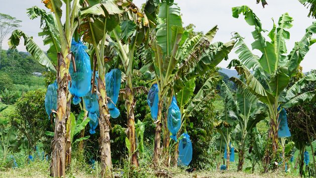 Panen Perdana Pisang Bajo, Sukabumi: Siap Ekspor!
