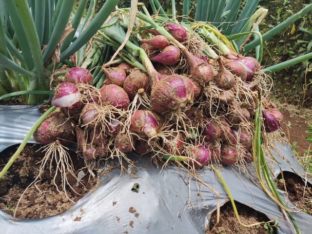 Panen Perdana Bawang Merah Food Estate Wonosobo Capai 12,3 ton per Hektare