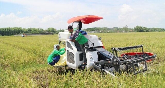 Kementan Tingkatkan Produksi Padi di Banten 2022, Ini Strateginya