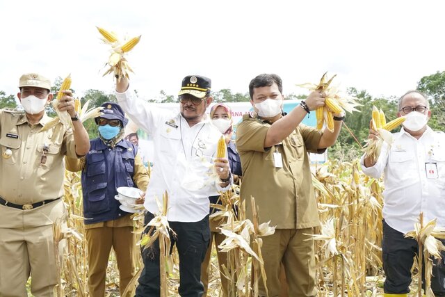 Usai Tanam, Mentan SYL Panen Jagung Perdana di Kawasan Pertanian Terpadu Wajo