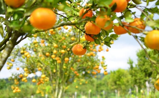 Potensi Daysindo Agrihorti Dorong Pengembangan Komoditas Jeruk Indonesia