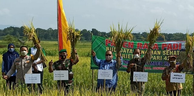 Panen Budidaya Tanaman Sehat: Hasil Melimpah dari Padi yang Sehat