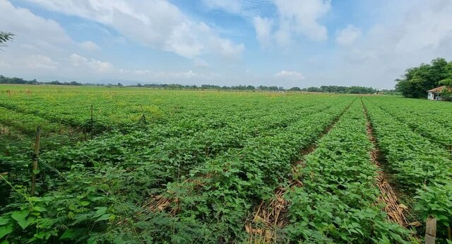 KTNA: Petani Kedelai Minta Pengendalian Impor dan Jaminan Harga Kedelai Lokal