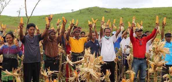 Wabup Sumba Tengah Panen Jagung Food Estate Lanjut Tanam Kacang