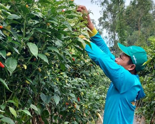 Bimtek Cabai Kementan Dukung Kesuksesan Pengembangan Kawasan Agroindustri Hortikultura Garut