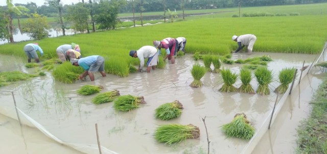 Lewat Propaktani, Kementan dan Petani Indramayu Bangun Kemandirian Benih Padi