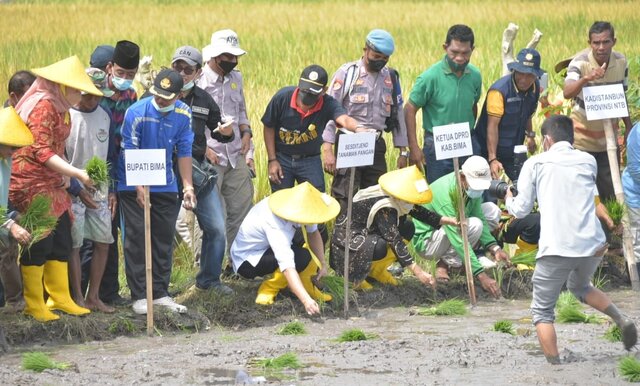 Kementan Canangkan Pertanaman Perdana IP 400 di Kabupaten Bima