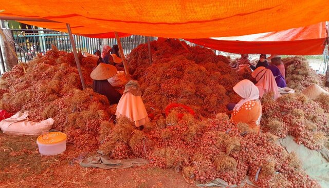 Produksi Melimpah, Bawang Merah Bima Siap Pasok Kebutuhan Ramadhan-Idul Fitri 2022