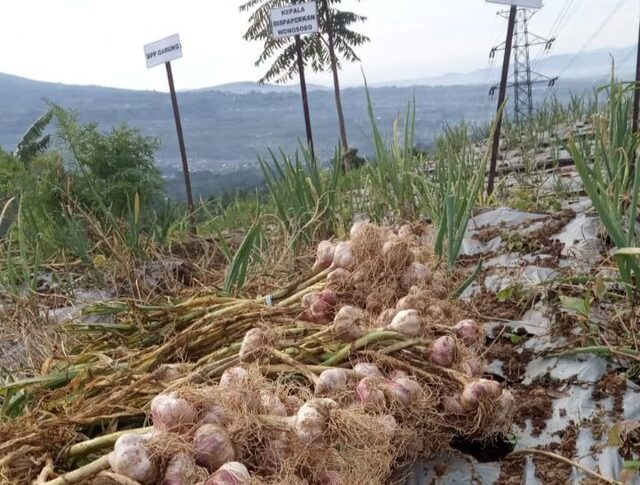 Produktivitas Bawang Putih di Food Estate Wonosobo Lampaui Angka Rata-Rata