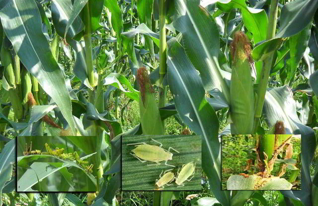 Kementan Ajak Petani Kenali Hama Jagung Untuk Amankan Produksi