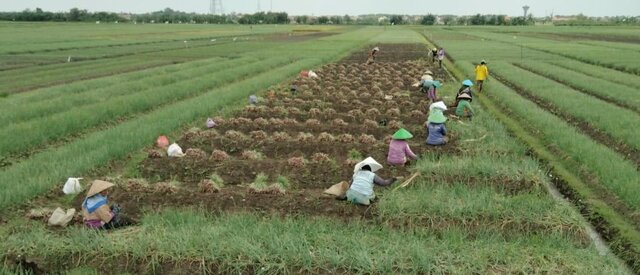 Asosiasi Tegaskan Pasokan Bawang Merah Nasional Hingga Pasca Lebaran Sangat Mencukupi