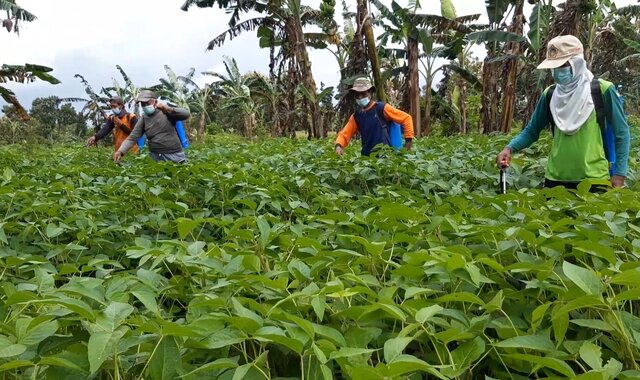 Amankan Produksi Kedelai, Kementan Lakukan Gerakan Pengendalian OPT