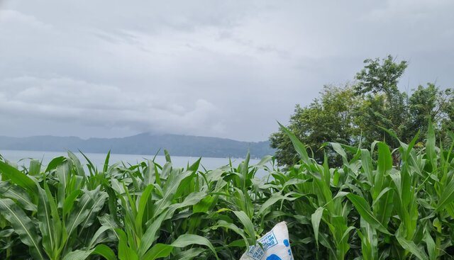 Di Sumatera Utara, Pertanaman Jagung Di Mana-Mana