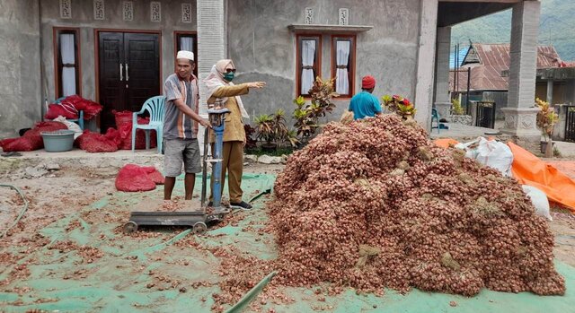Produksi Bawang Merah di Sumbar Melimpah, Perlu Penanganan Pemasaran