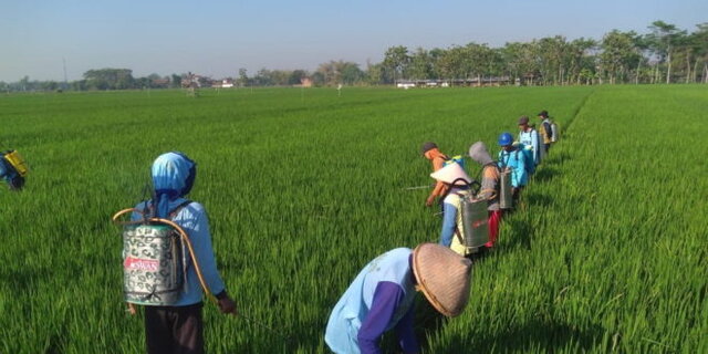 Kementan Dorong Penanganan Hama Penggerek Batang Padi Ramah Lingkungan