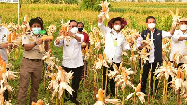 Produksi Jagung Surplus, Pasokan Bahan Pakan Ternak Stabil