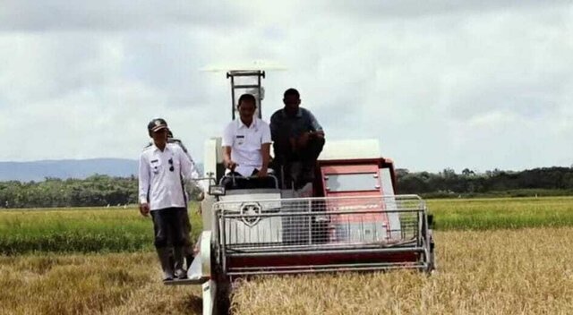 Hasil Panen Padi Food Estate di Sumba Tengah Naik Berlipat