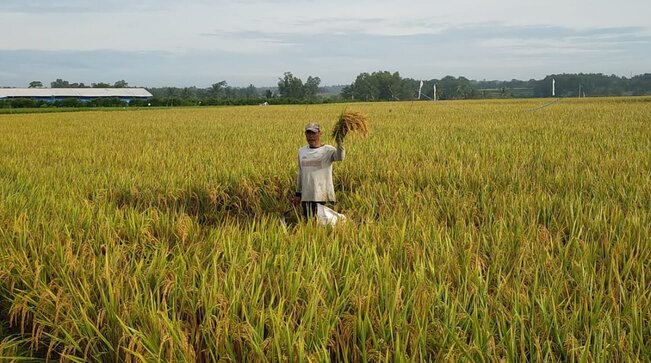 Panen Melimpah, Petani Lampung Terapkan Budidaya Tanaman Sehat