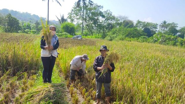 Hasil Ubinan Meningkat Pesat, Petani Majalengka Berhasil Terapkan Budidaya Tanaman Sehat