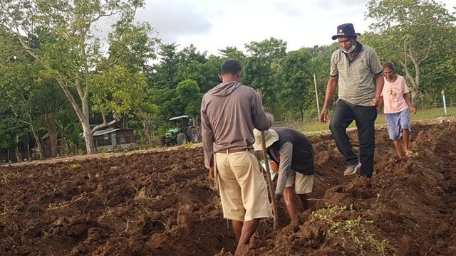 Kadistan Belu Klarifikasi: Food Estate Belu Tidak Gagal, Ini Faktanya