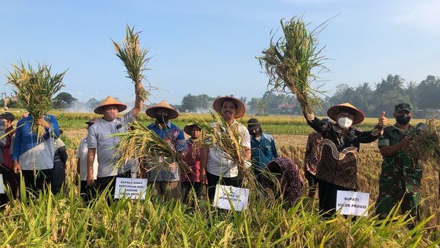 Libur Tetap Produktif, Panen Padi dan Tanam Kedelai di Kulon Progo