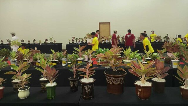 Pionir Tanaman Hias Indonesia, Aglaonema Diharapkan Mampu Menembus Pasar Dunia