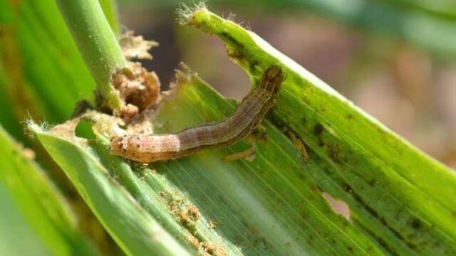 Ini Cara Mengetahui dan Menangani Hama Spodoptera Frugiperda Pada Tanaman Jagung