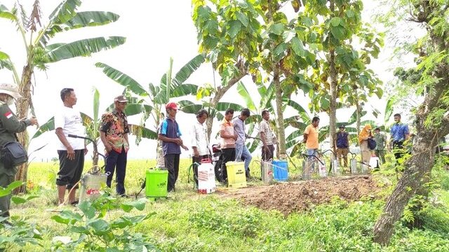 Tangkal Serangan Hama Penyakit, Kementan Lakukan Gerdal Dengan Agensia Hayati Ramah Lingkungan dan Berkelanjutan