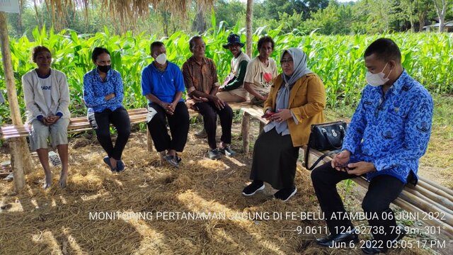 BBPOPT Pantau Kondisi Pertanaman Kawasan Jagung di Kabupaten Belu