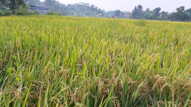 Kementan Komitmen Tingkatkan Produksi Beras Organik Ramah Lingkungan