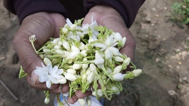 Bunga Melati Pemalang Warnai Pengembangan Kampung Florikultura