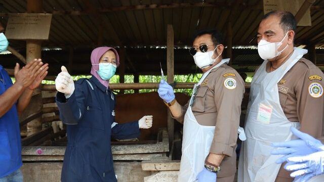 Mentan SYL Vaksinasi PMK Perdana di Jawa Tengah dan Apel Siaga
